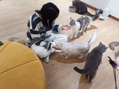 -1013 PET SHOP精品宠物商店(丁香店)