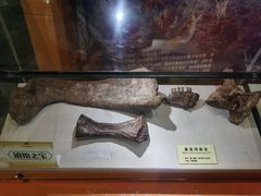 -河南自然博物馆