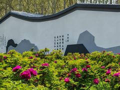-洛阳市牡丹公园