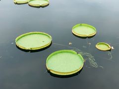 -荷塘月色湿地公园·向阳花洲