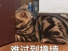 -山城辣妹子(定福庄店)