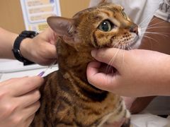 -瑞派康怡24h宠物医院·犬猫医疗中心·微创绝育(瑞景分院)