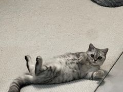 -派特宠物医院(圆融广场店)