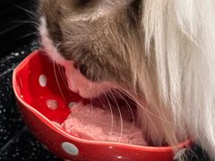 -唐小姐の私宠·宠物洗护美容·撸猫馆·购宠(周浦万达旗舰店)