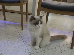 -喵园·猫主题咖啡厅·撸猫·猫咖(国贸店)