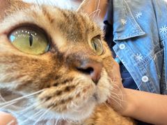 -有喵·猫咖·狗咖·30几只猫10只小狗(岗厦店)
