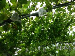 -白鹿原葡萄主题公园