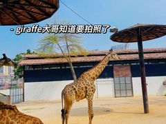 -灵玲国际马戏城