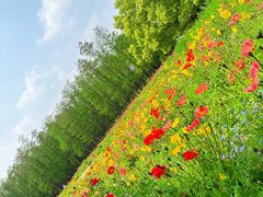 -上海共青森林公园