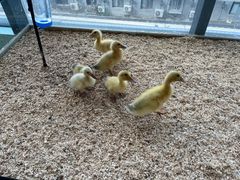 -怪兽屋·羊驼·猫咖·狗咖(俊华广场店)