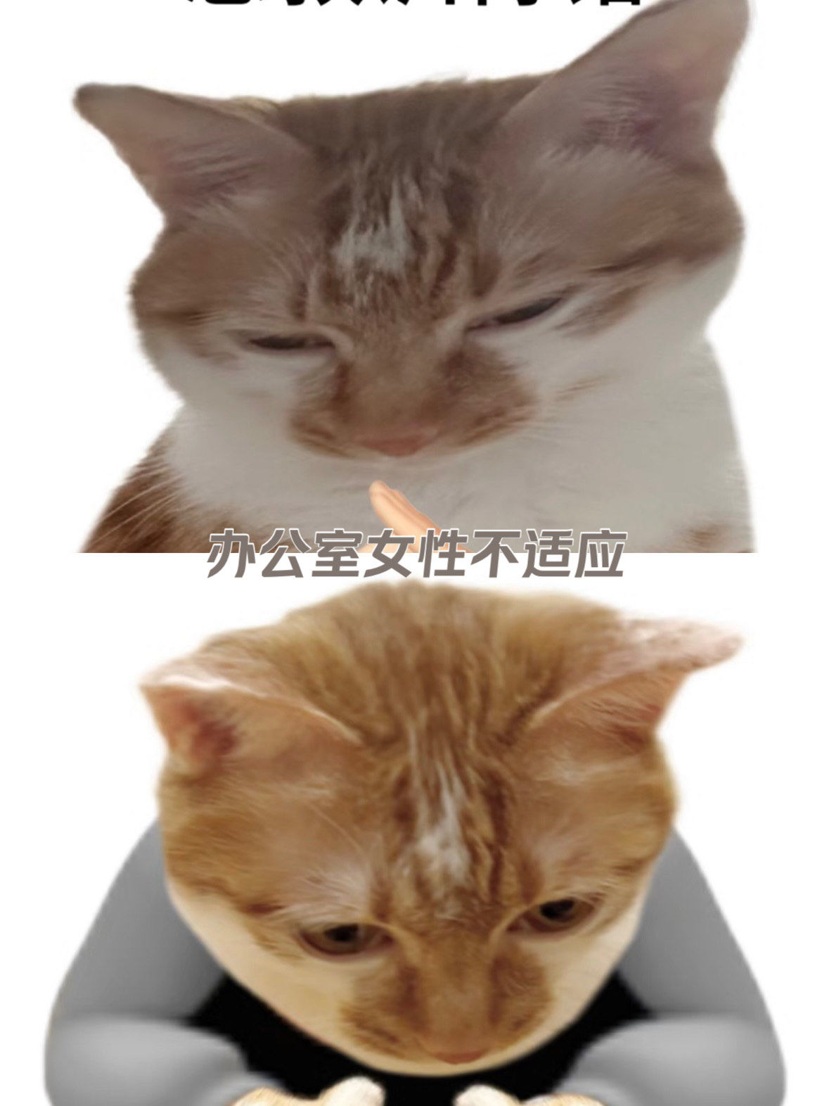 猫咪表情包大放送