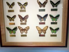 -上海昆虫博物馆