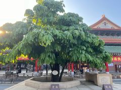 -广东圆玄道观