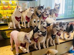 -Husky Go! 哈士奇体验馆·宠物咖啡厅狗咖
