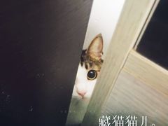 -瑞派雷欧宠物医院·中兽医·眼科·急重症转诊中心(黄台店)