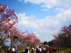 -天适樱花悠乐园