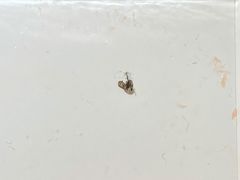 -Caidie Bakery采蝶轩(百越店)