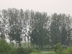 -白洋淀风景区