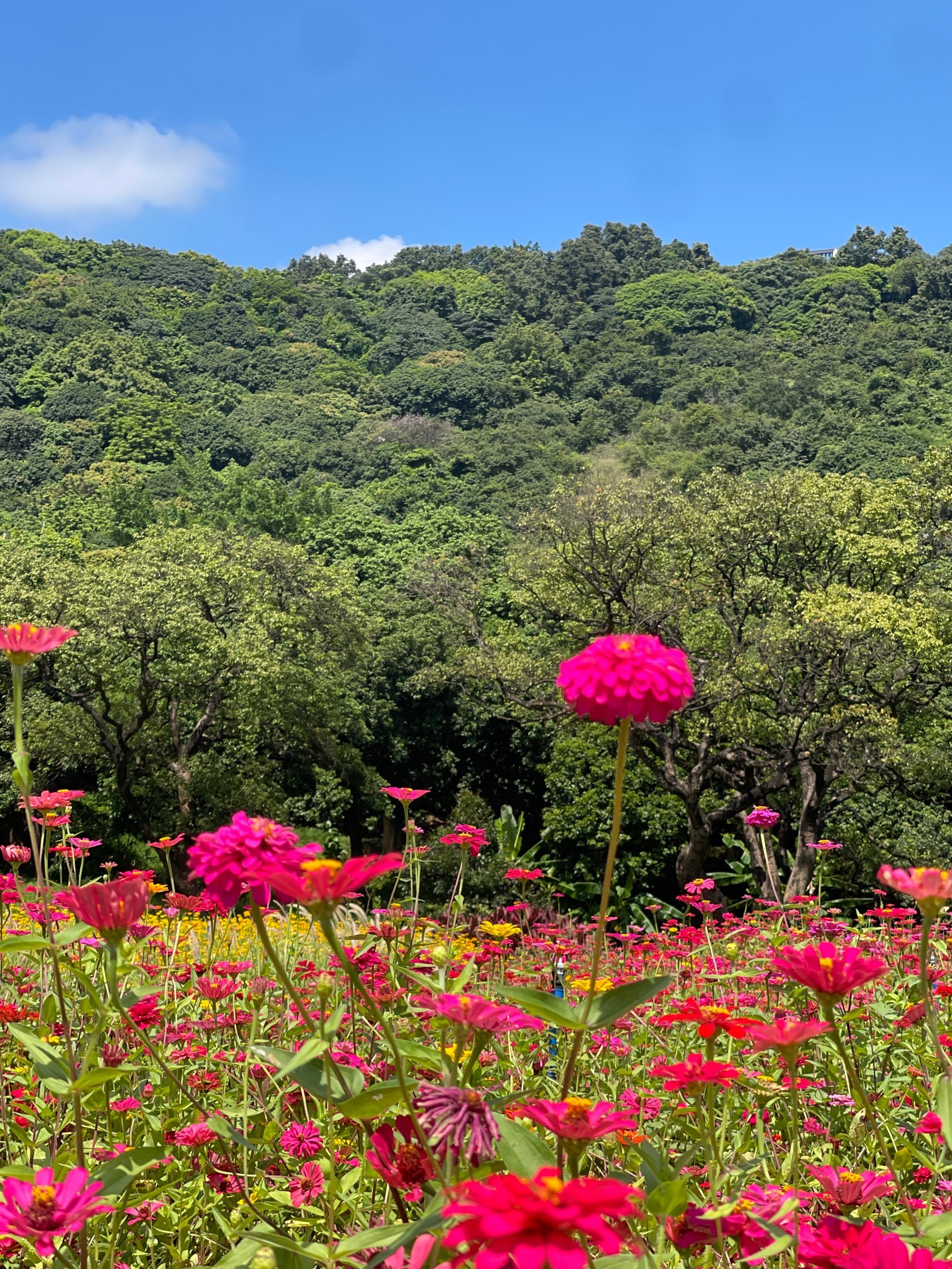 在广州黄埔!0元看花🌼闯入初秋浪漫花海秘境
