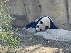 -上海野生动物园