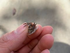 -海盗餐厅