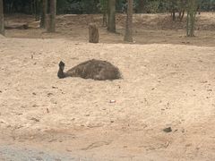 -深圳野生动物园