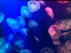 -成都浩海立方海洋公园