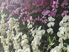-石家庄市植物园
