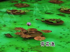 -南通洲际绿博园