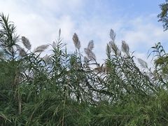 -苏州太湖国家湿地公园