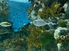 -上海海洋水族馆