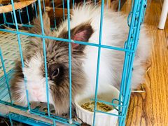 -志龙皇冠吃货椰子铺