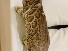 -猫腻·猫咖·撸猫馆(星光大道店)