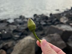 -深圳湾公园(南山区)