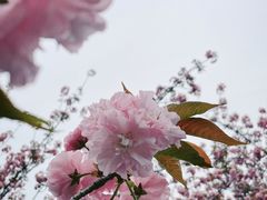 -太子山公园(园东路)