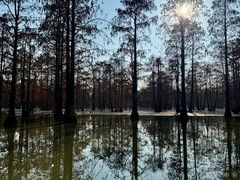-池杉湖湿地公园