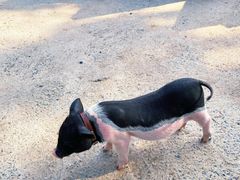 -前小桔亲子创意农场·草莓采摘·露营烧烤