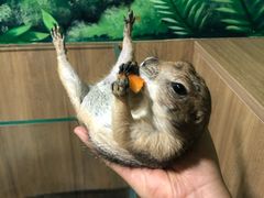 -藦茜花园宠物主题亲子互动体验馆(国顺东路店)
