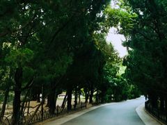 -八大关景区