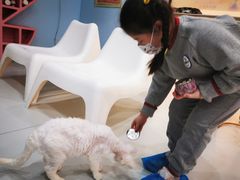 -糯米喵星人·撸猫猫舍咖啡馆(西市场嘉华店)