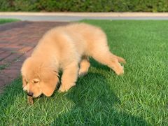 -翊宠yipet猫狗购宠庄园犬舍•猫舍