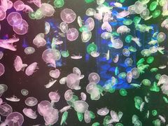 -顺德南宏海立方海洋公园