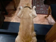 -火车头法国西餐厅