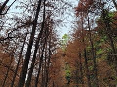 -广州市帽峰山景区