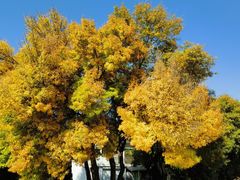 -石家庄市植物园