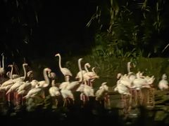 -夜间野生动物园