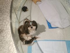 -momokira米努特·德文卷毛猫·棉花面纱犬