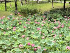 -沐仙湖湿地公园