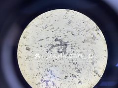 -宠颐生猫科·内科皮肤科(西平世纪城店)