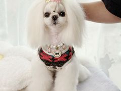 -鑫艺宠物美容培训学校